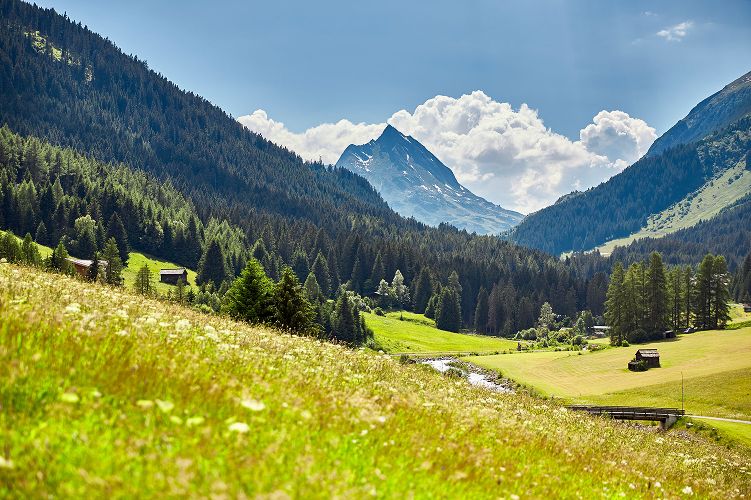 Galtuer im Fruehling